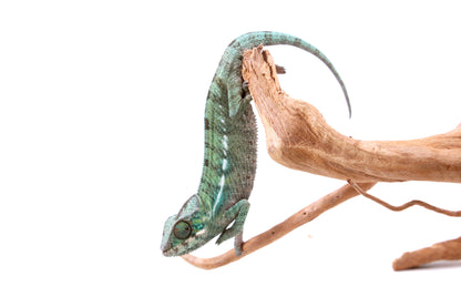 Nosy Be Panther Chameleon