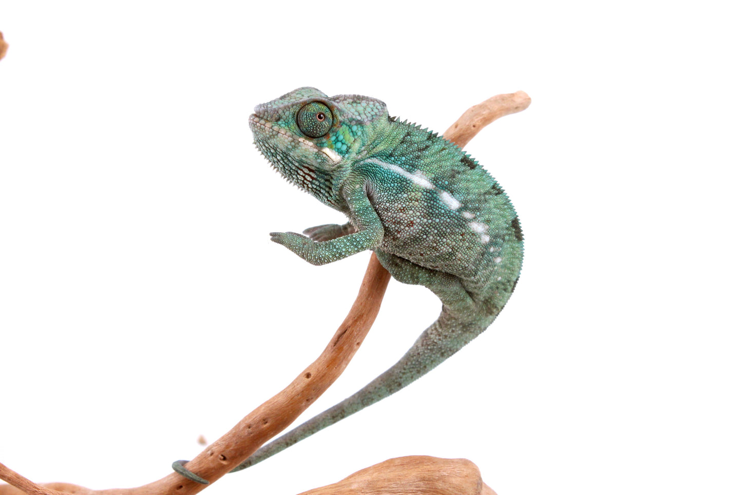 Nosy Be Panther Chameleon