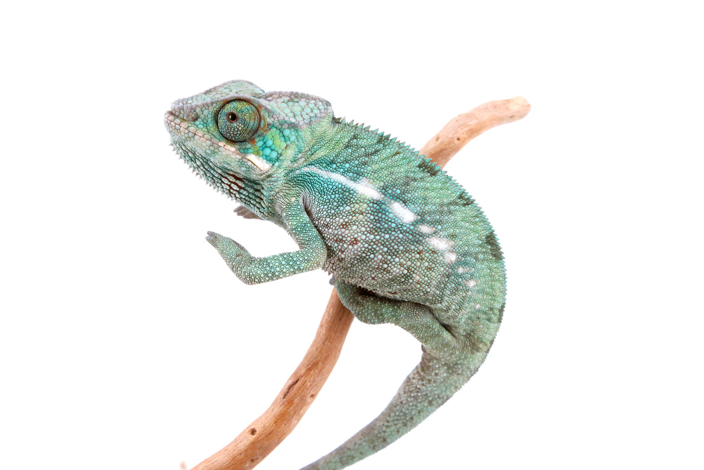 Nosy Be Panther Chameleon