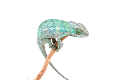 Nosy Be Panther Chameleon