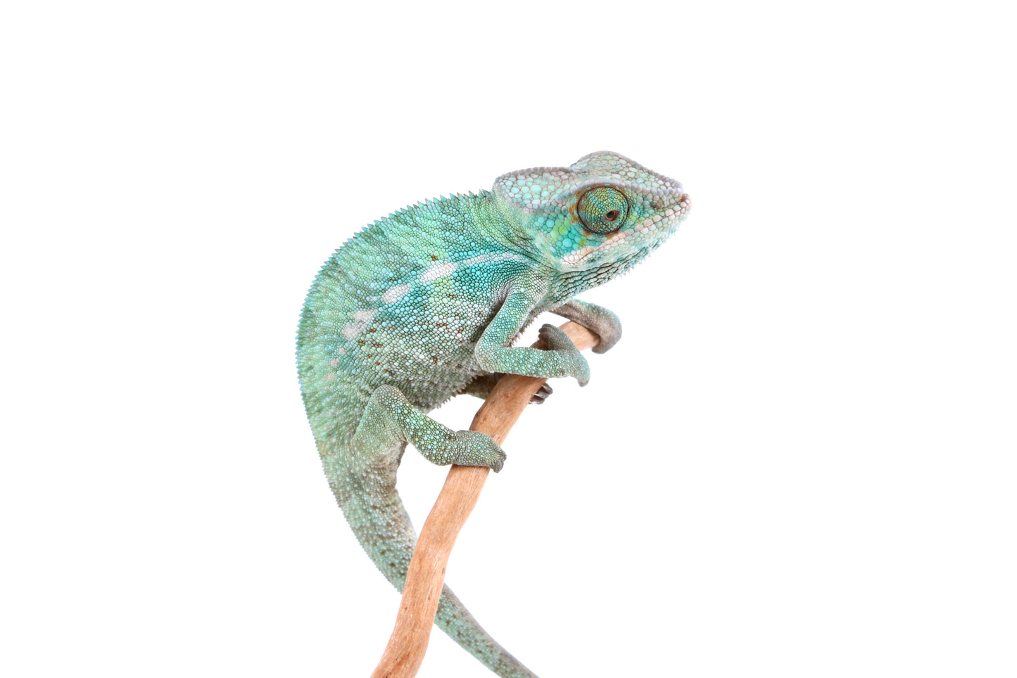 Nosy Be Panther Chameleon