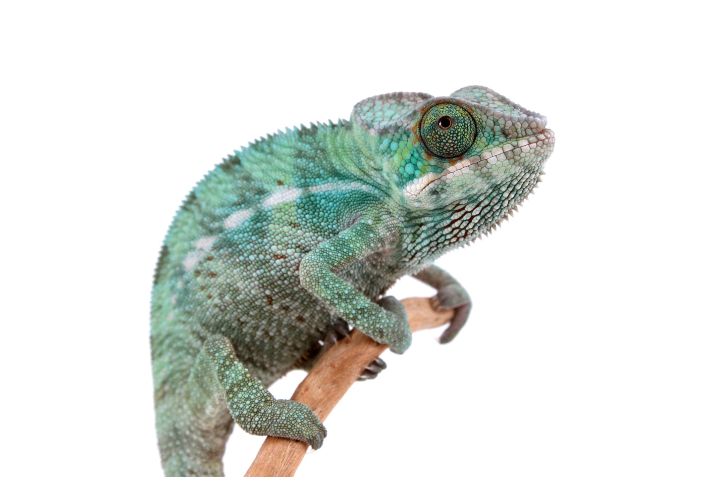Nosy Be Panther Chameleon