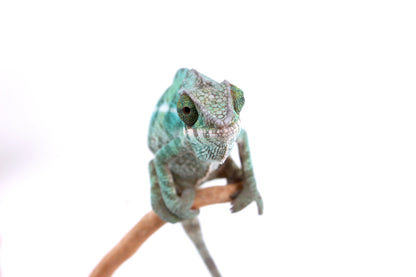 Nosy Be Panther Chameleon