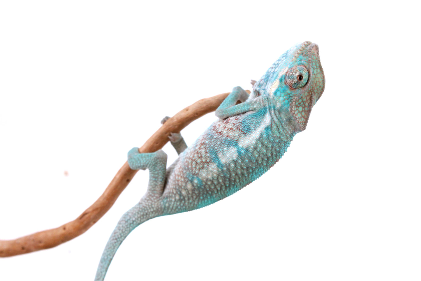 Nosy Be Panther Chameleon