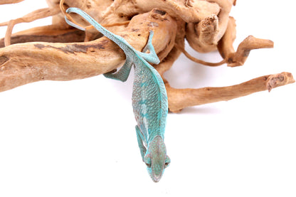 Nosy Be Panther Chameleon