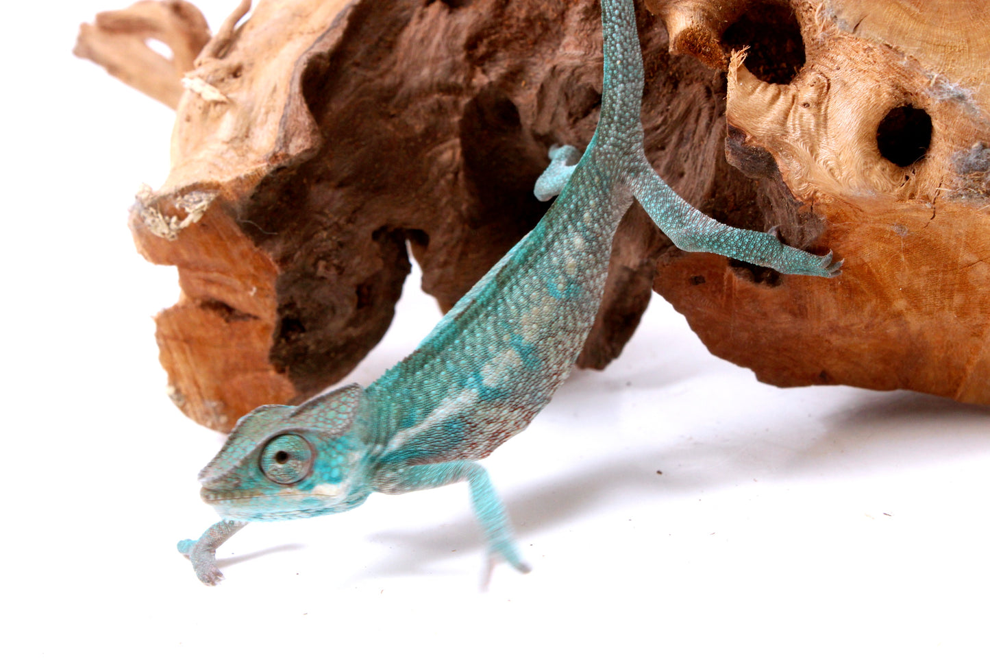 Nosy Be Panther Chameleon