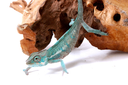 Nosy Be Panther Chameleon