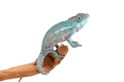 Nosy Be Panther Chameleon