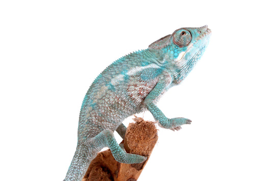 Nosy Be Panther Chameleon