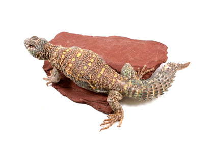 Ornate Uromastyx