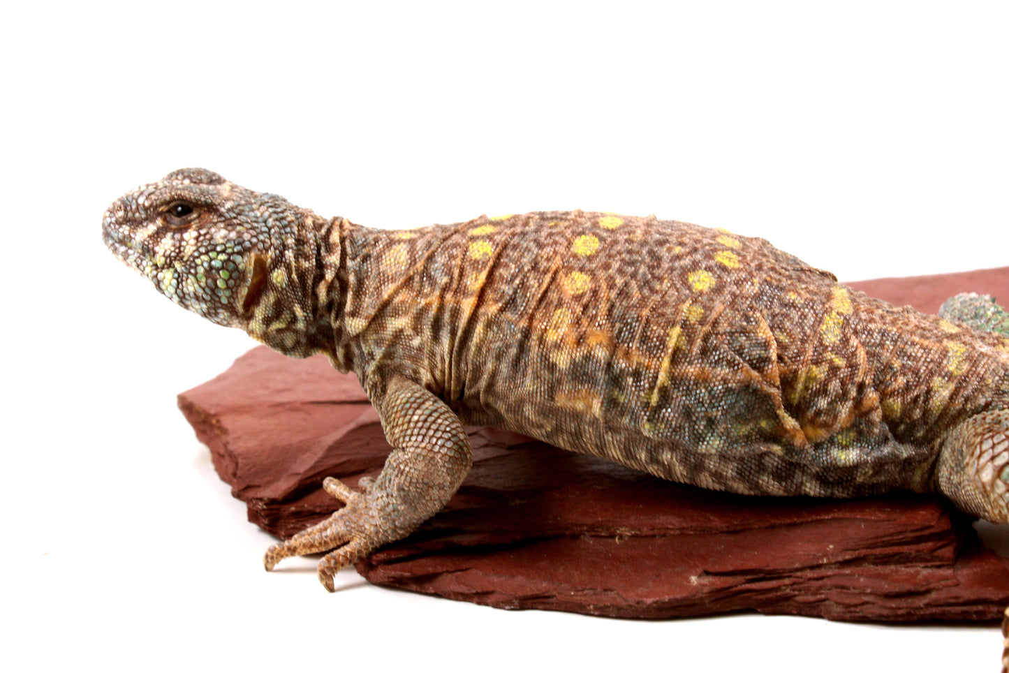 Ornate Uromastyx