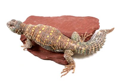 Ornate Uromastyx