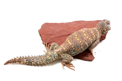 Ornate Uromastyx