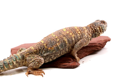 Ornate Uromastyx