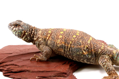 Ornate Uromastyx