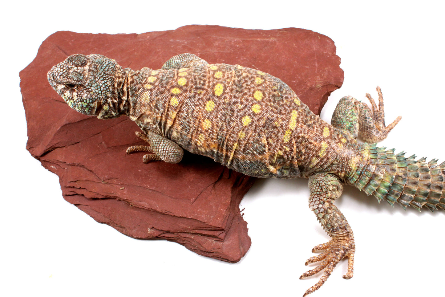 Ornate Uromastyx