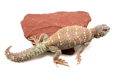 Ornate Uromastyx