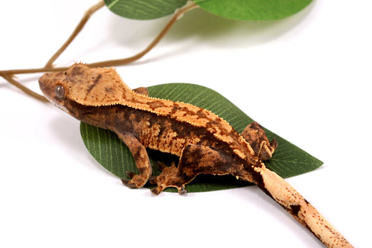 High Contrast Extreme Harlequin Crested Gecko