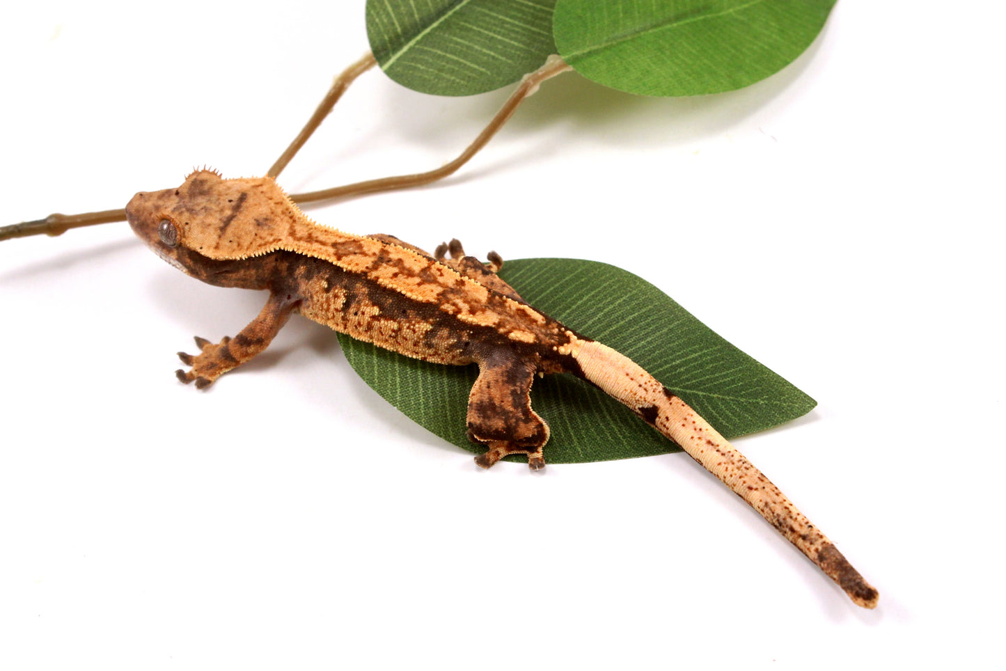 High Contrast Extreme Harlequin Crested Gecko