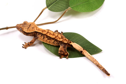High Contrast Extreme Harlequin Crested Gecko