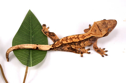 High Contrast Extreme Harlequin Crested Gecko