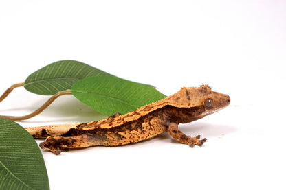 High Contrast Extreme Harlequin Crested Gecko