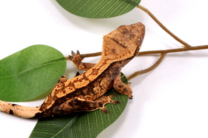 High Contrast Extreme Harlequin Crested Gecko