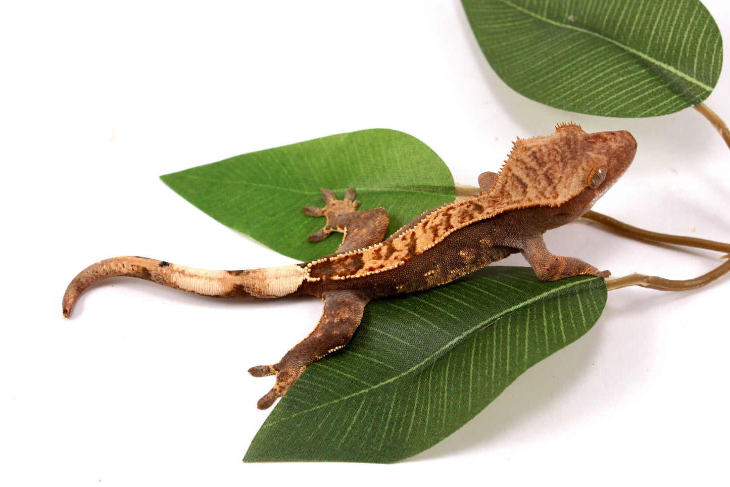 Flame Crested Gecko