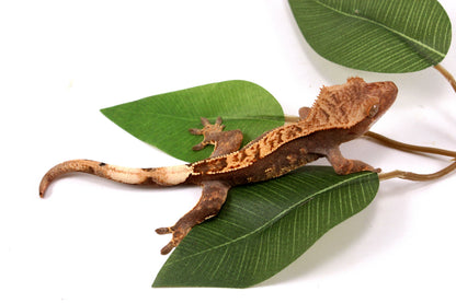 Flame Crested Gecko