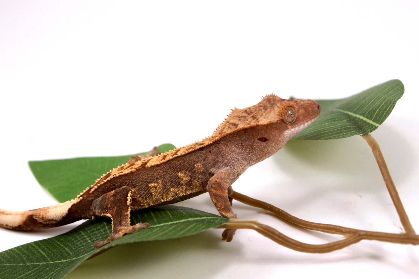 Flame Crested Gecko