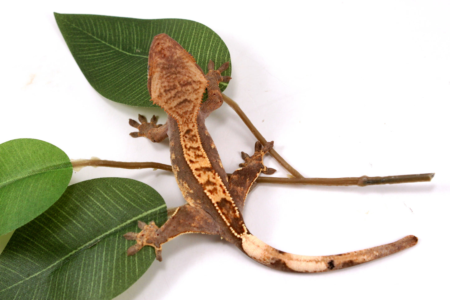 Flame Crested Gecko