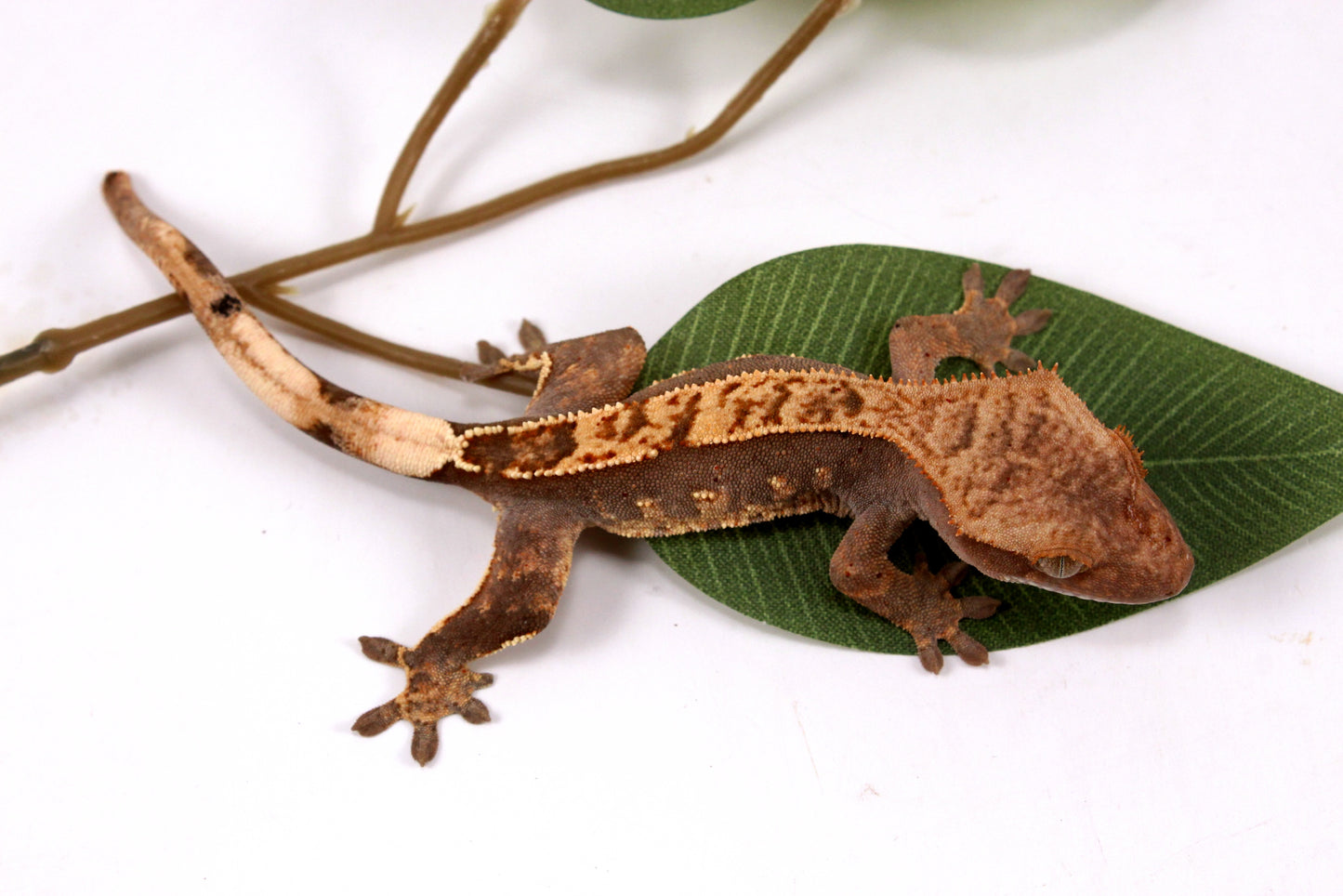 Flame Crested Gecko