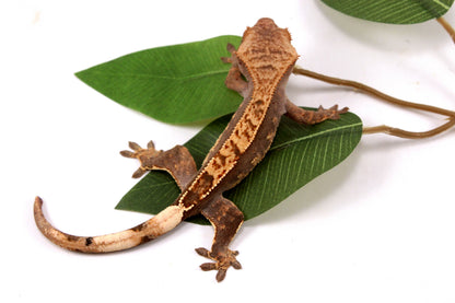 Flame Crested Gecko