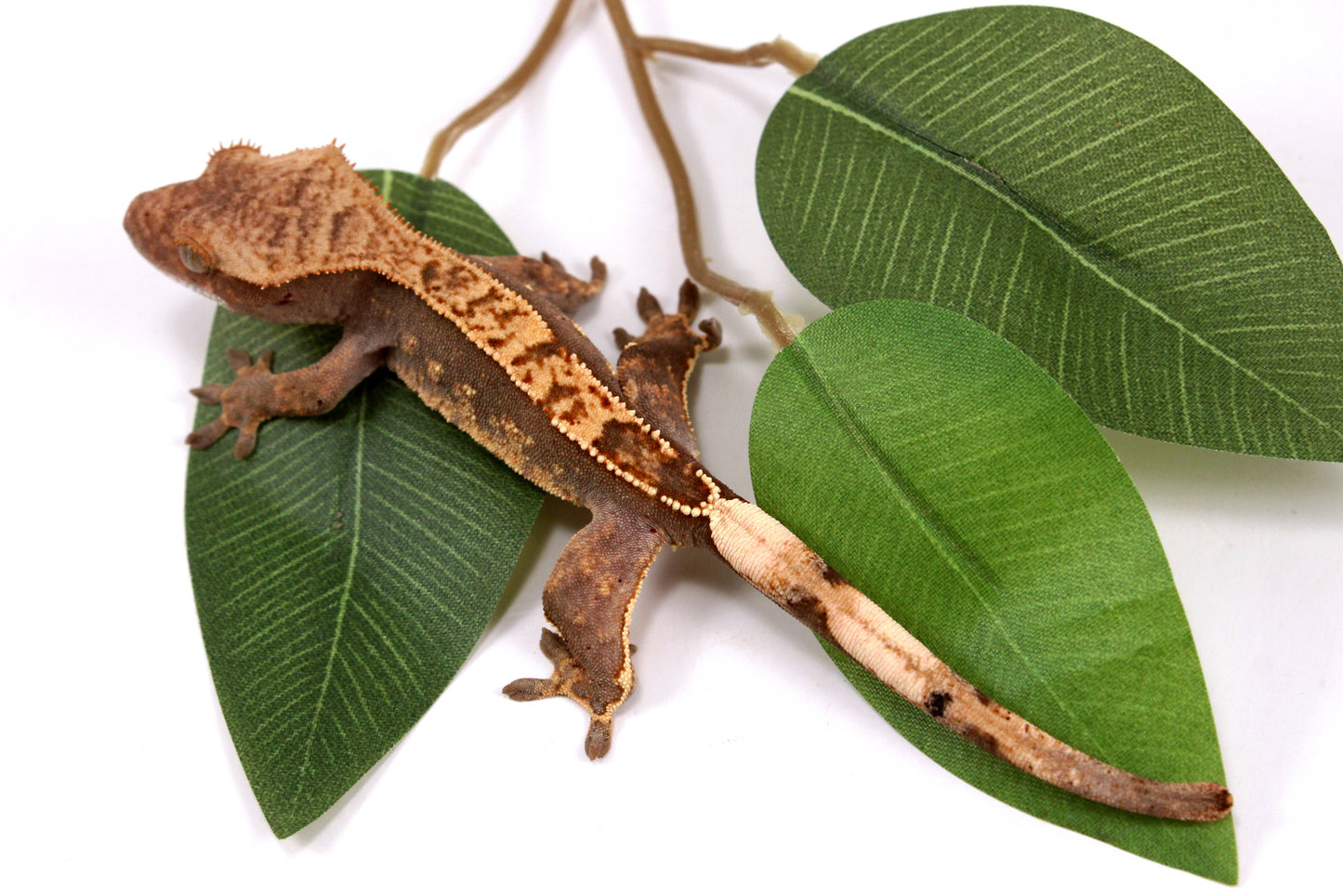 Flame Crested Gecko