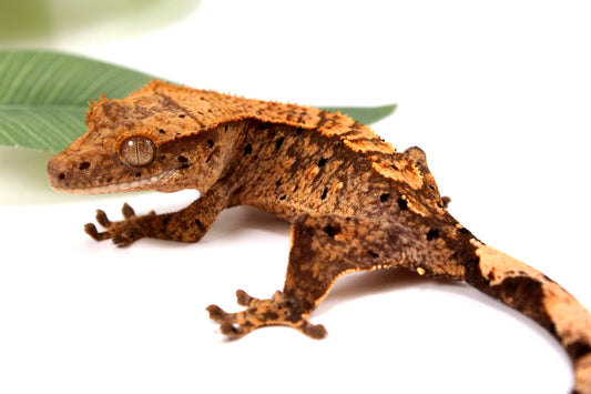 High Contrast Dalmatian Brindle Crested Gecko
