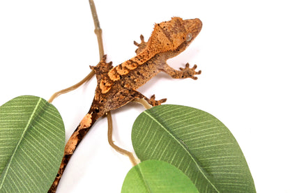 High Contrast Dalmatian Brindle Crested Gecko