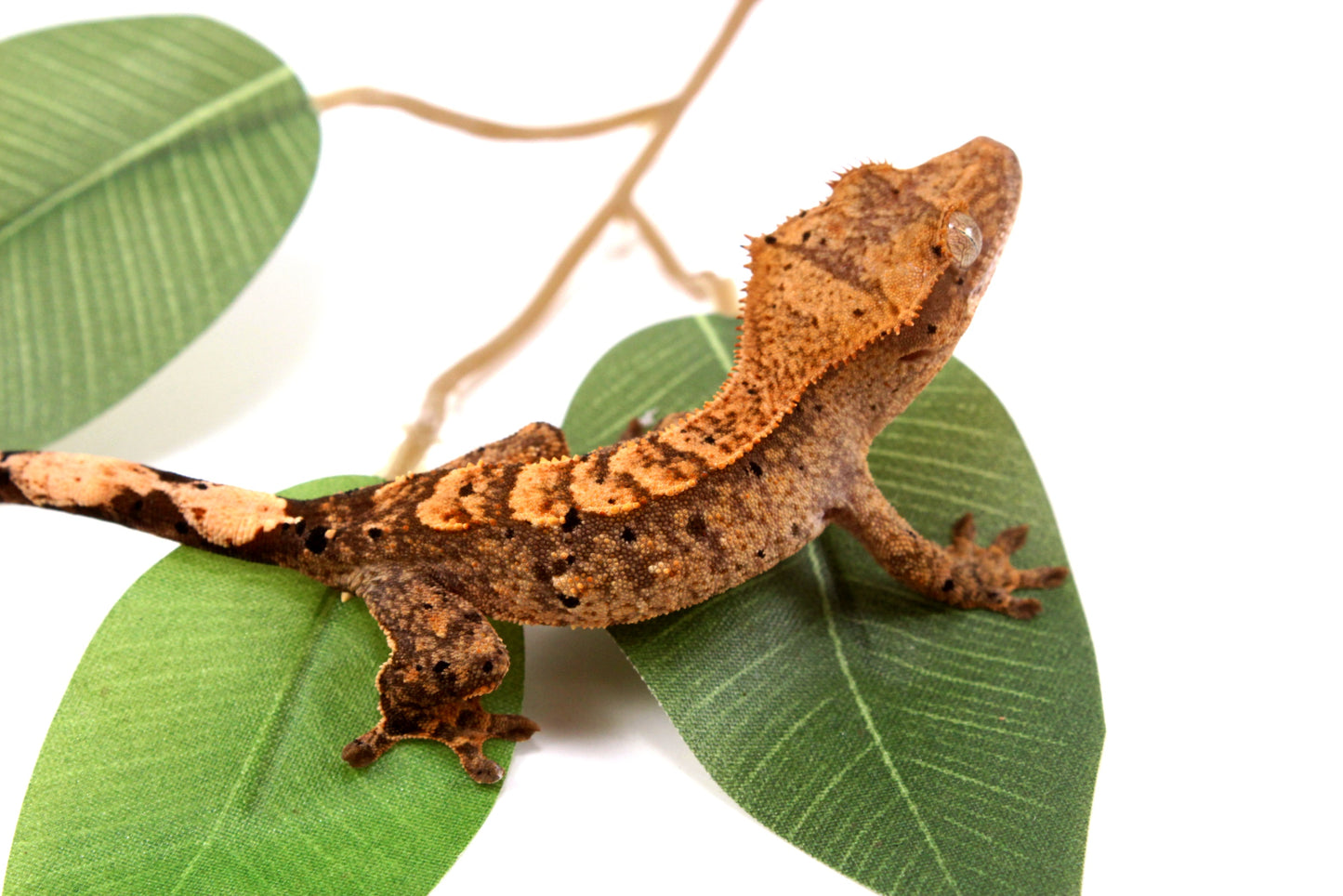 High Contrast Dalmatian Brindle Crested Gecko