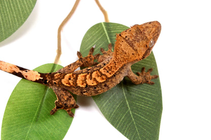 High Contrast Dalmatian Brindle Crested Gecko