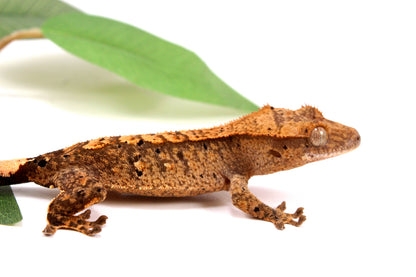High Contrast Dalmatian Brindle Crested Gecko