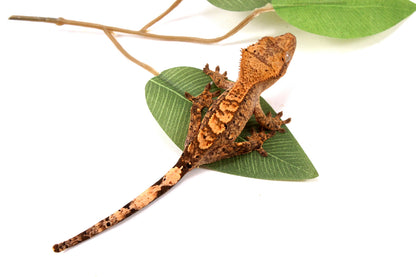 High Contrast Dalmatian Brindle Crested Gecko