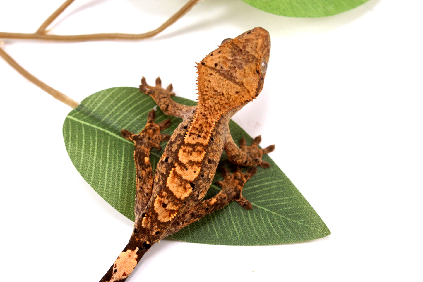 High Contrast Dalmatian Brindle Crested Gecko