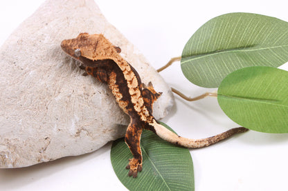 Chocolate Harlequin Crested Gecko