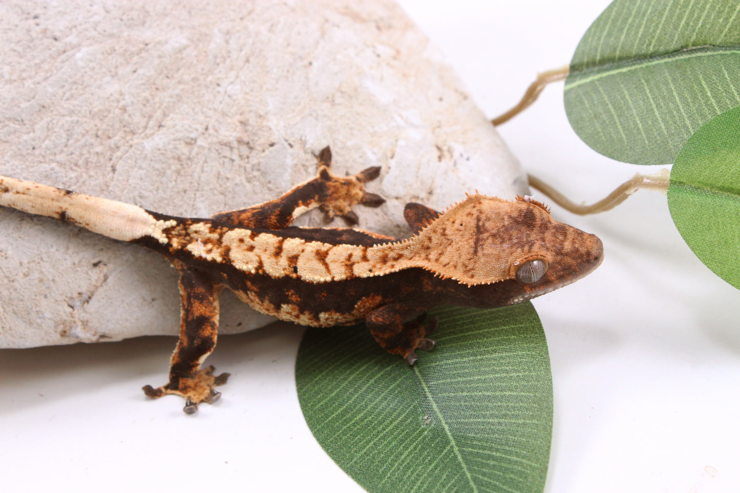 Chocolate Harlequin Crested Gecko