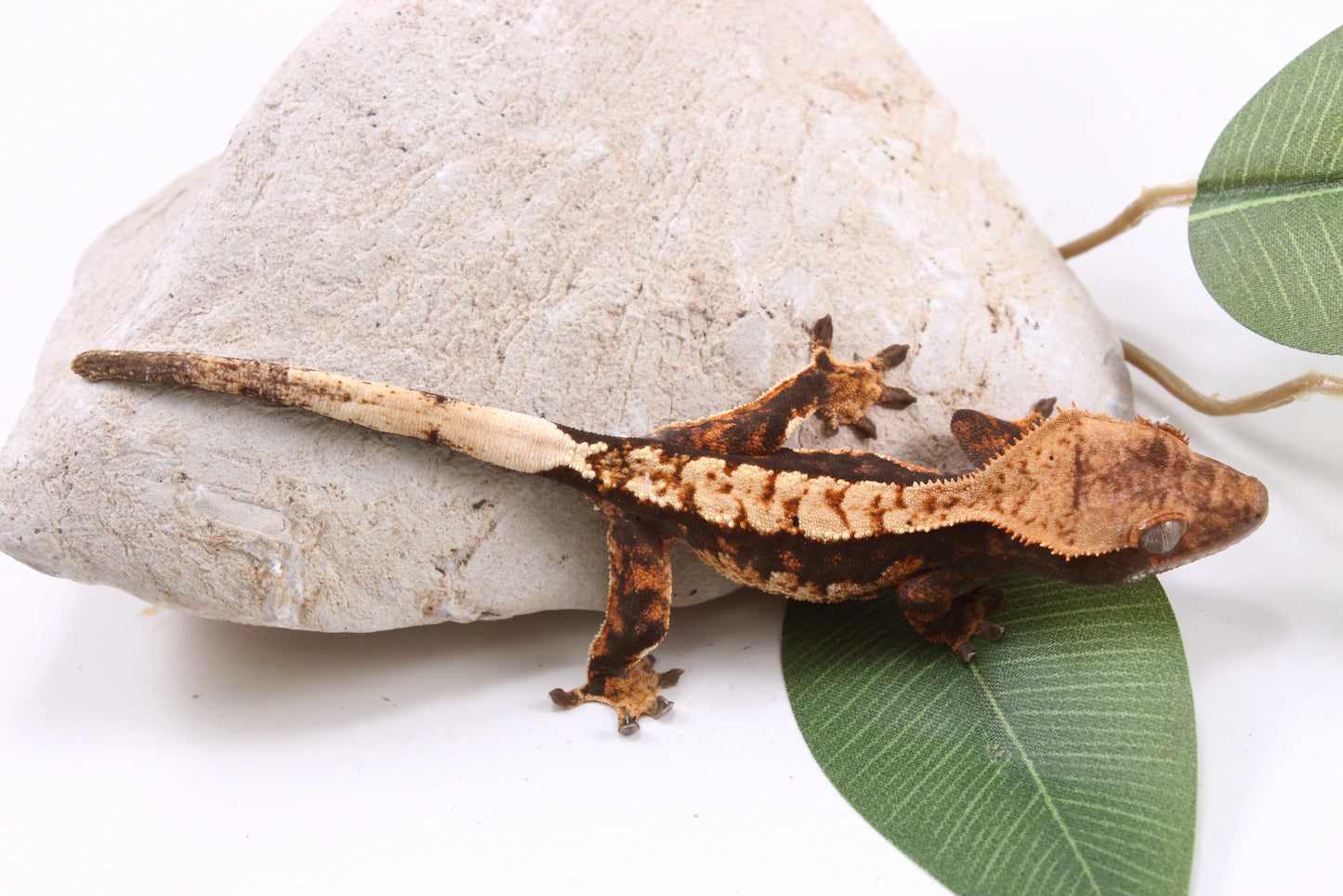Chocolate Harlequin Crested Gecko