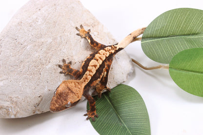 Chocolate Harlequin Crested Gecko