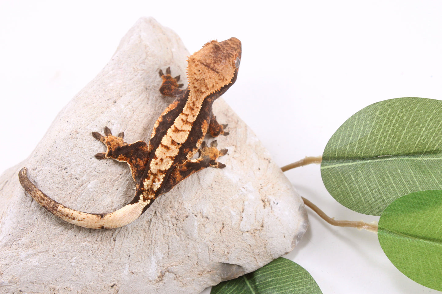 Chocolate Harlequin Crested Gecko
