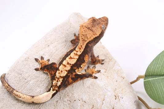 Chocolate Harlequin Crested Gecko