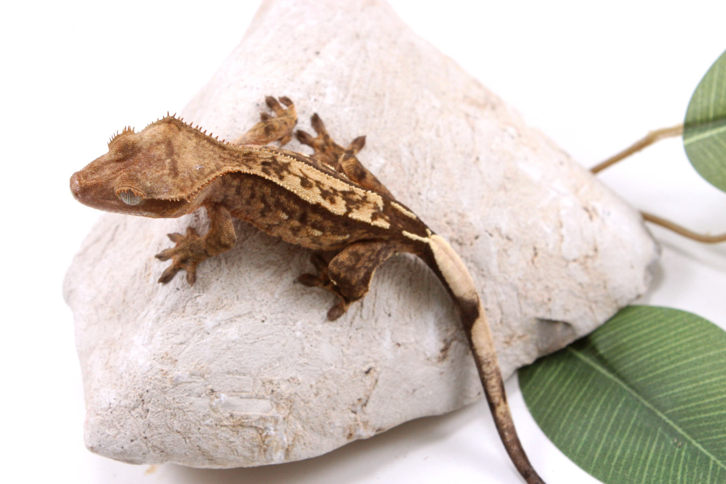 Reverse Stripe Extreme Harlequin Crested Gecko