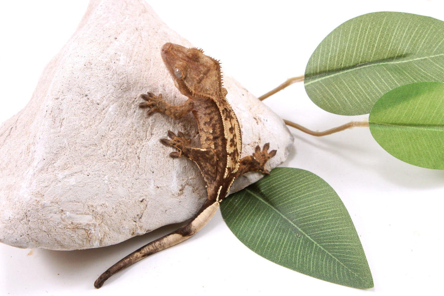 Reverse Stripe Extreme Harlequin Crested Gecko