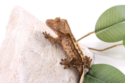 Reverse Stripe Extreme Harlequin Crested Gecko